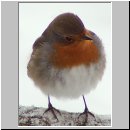 Erithacus rubecula - Rotkehlchen 01.jpg